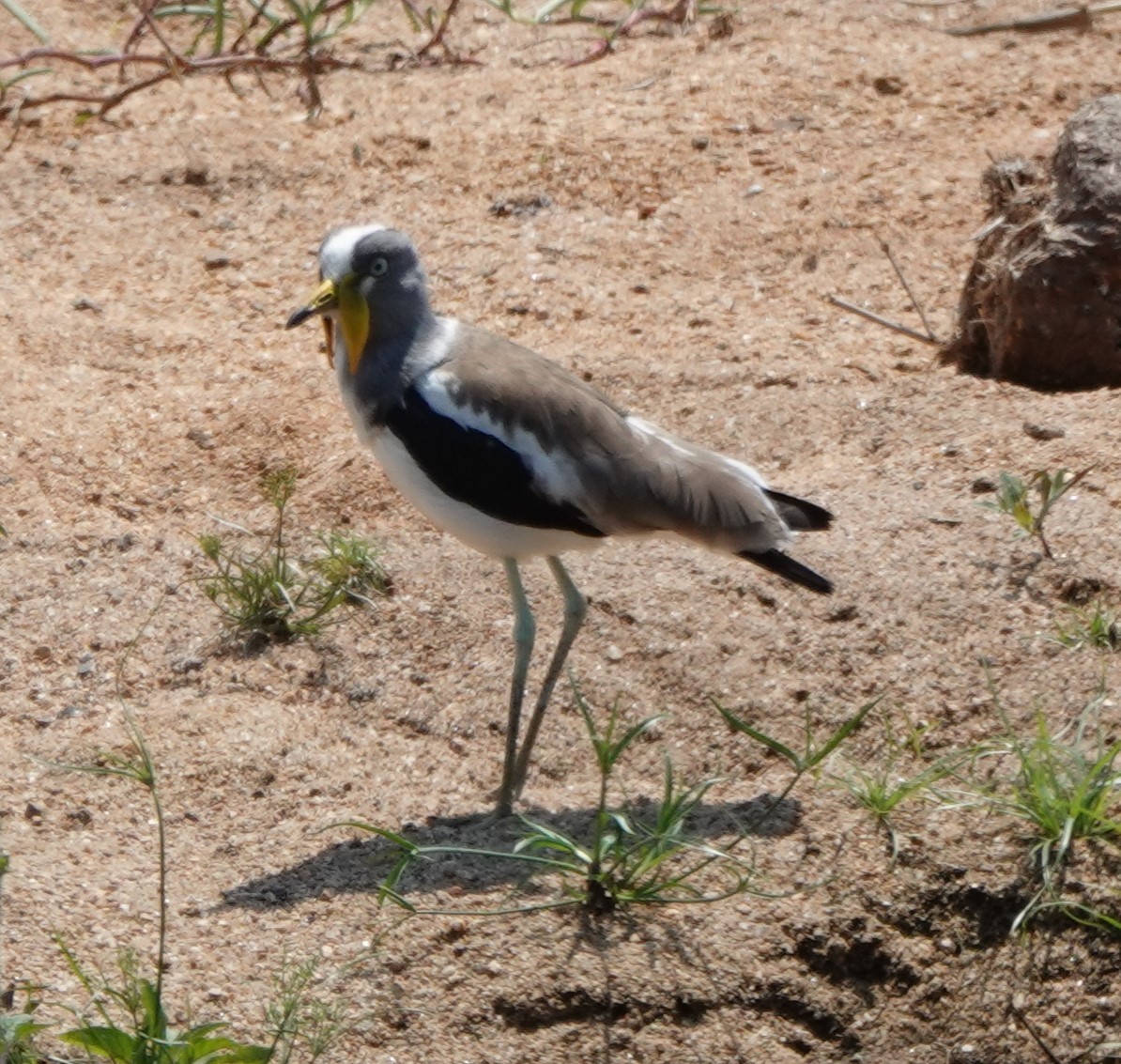 White-crowned Lapwing - ML643489692