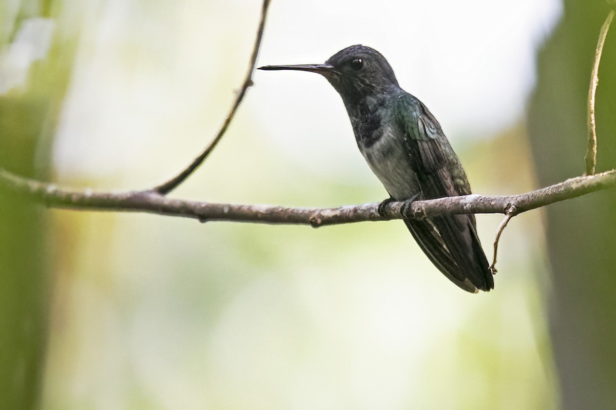 hvithakekolibri - ML643489708