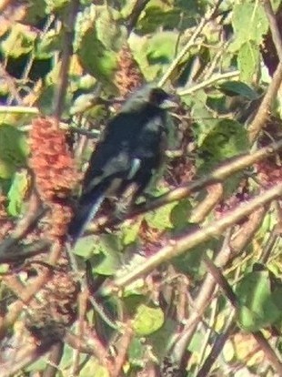 Eastern Towhee - ML643489720
