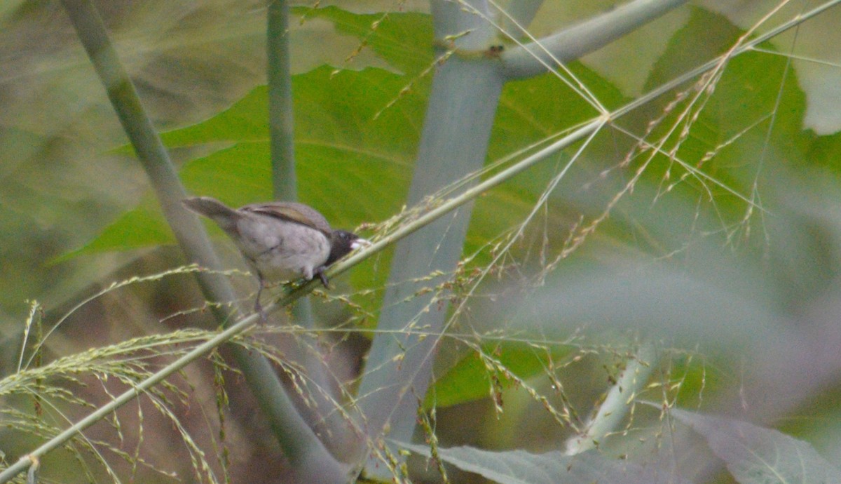 キバラヒメウソ - ML643489731
