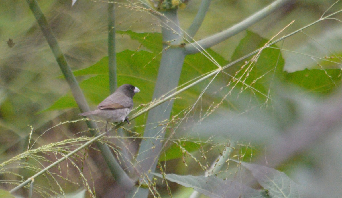 キバラヒメウソ - ML643489732