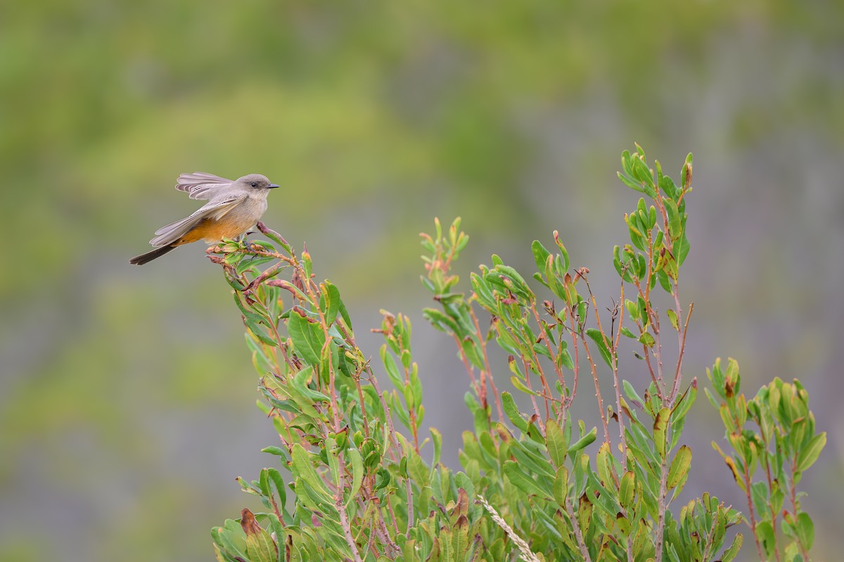 Say's Phoebe - ML643489734