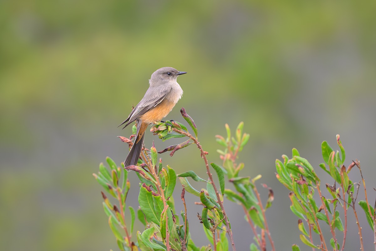 Say's Phoebe - ML643489746