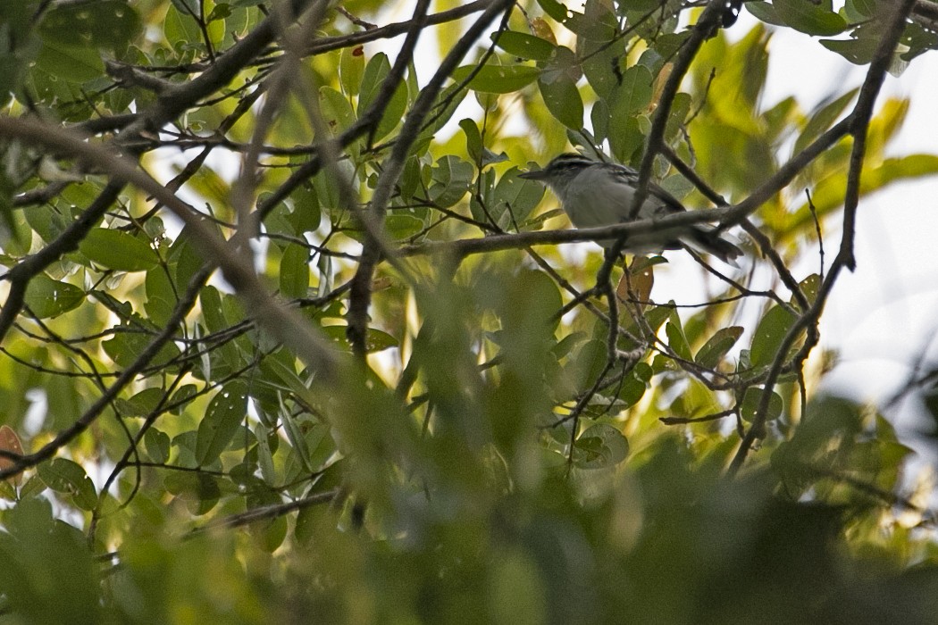 Predicted Antwren - ML643489762