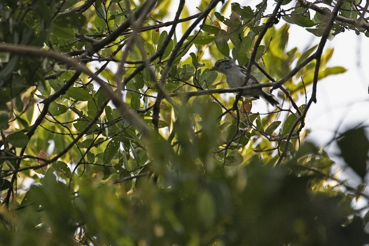 Predicted Antwren - ML643489763