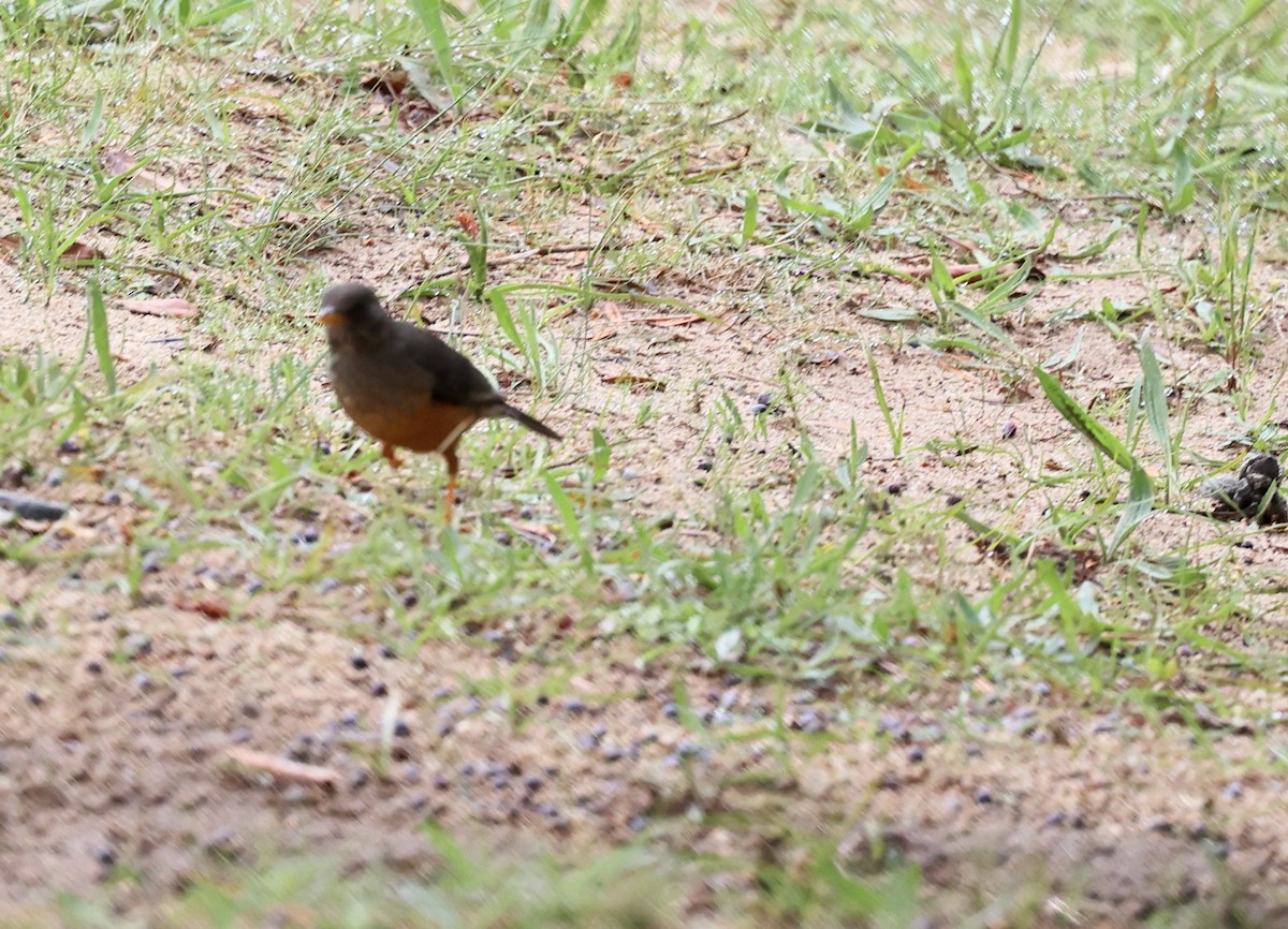 Olive Thrush - ML643489767