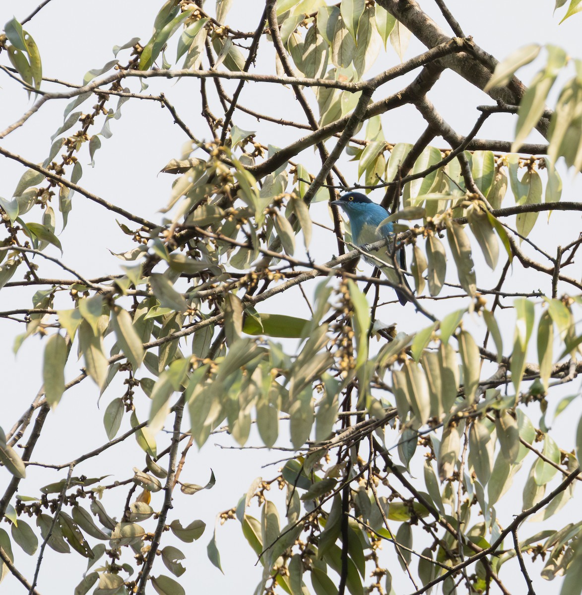 Black-faced Dacnis - ML643489772