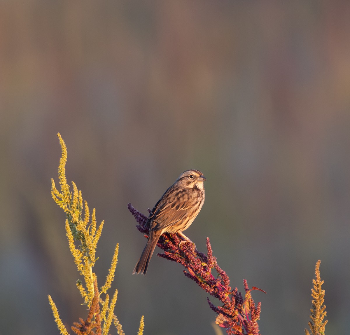 Song Sparrow - ML643489773
