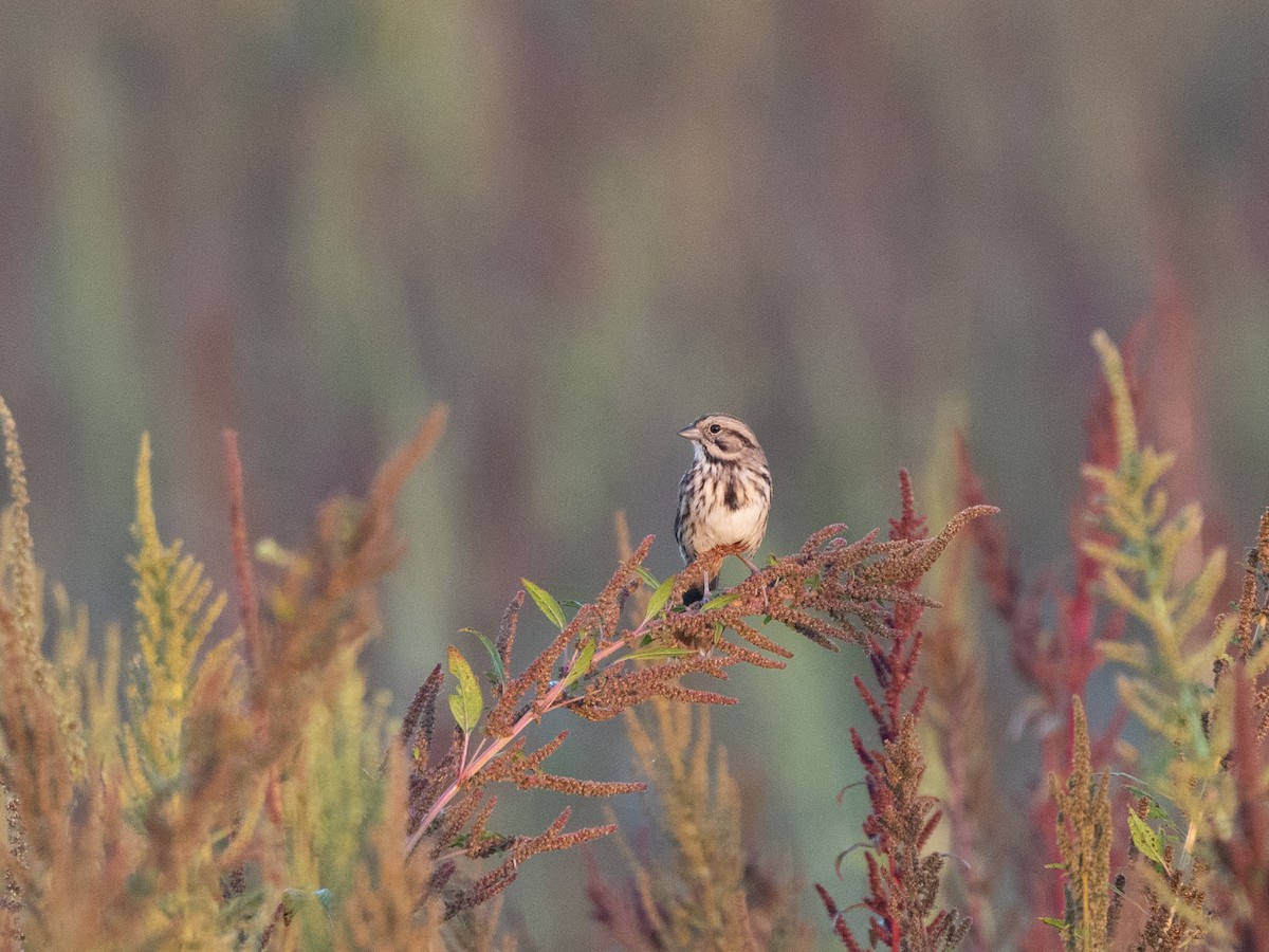Song Sparrow - ML643489774