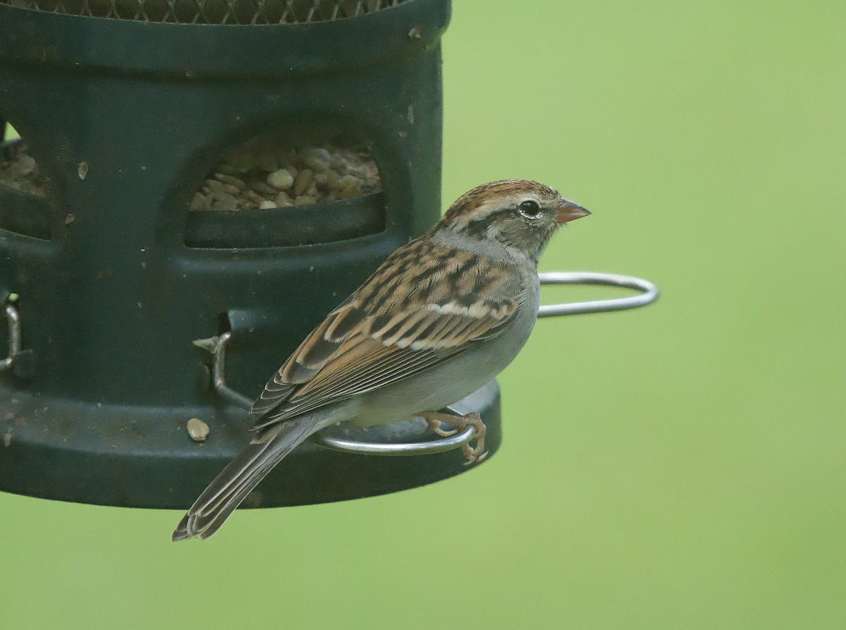 Chipping Sparrow - ML643489775