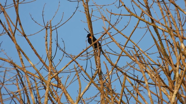Golden-sided Euphonia - ML643489776