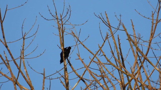 Golden-sided Euphonia - ML643489778