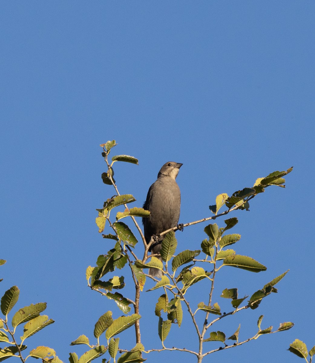 Brown-headed Cowbird - ML643489797