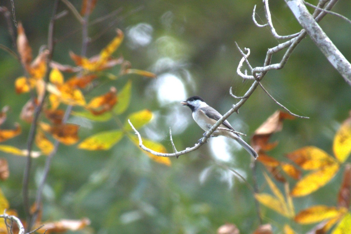 Carolina Chickadee - ML643489798