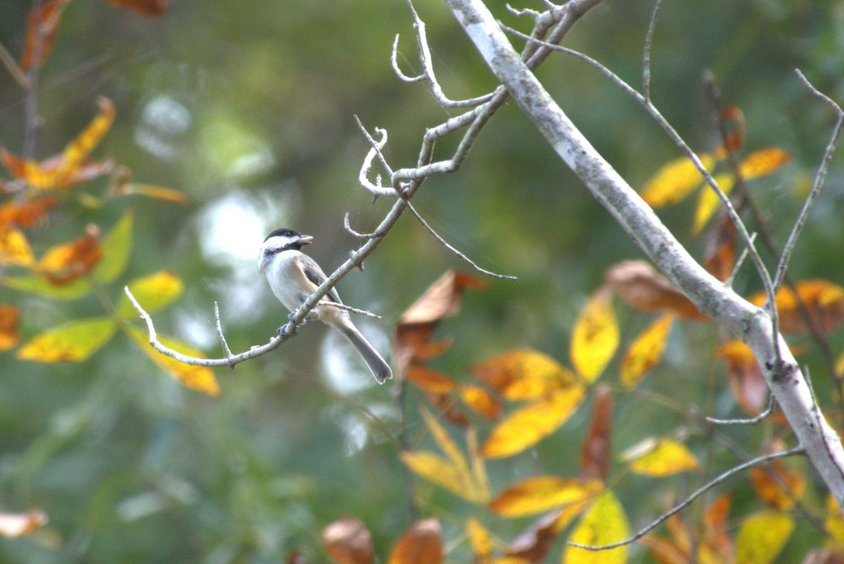 Carolina Chickadee - ML643489799