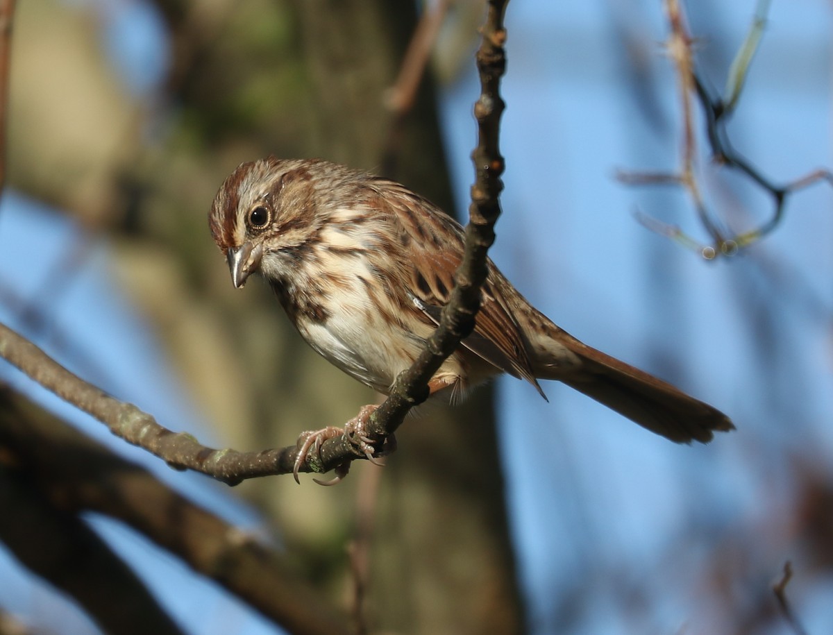 Song Sparrow - ML643489844