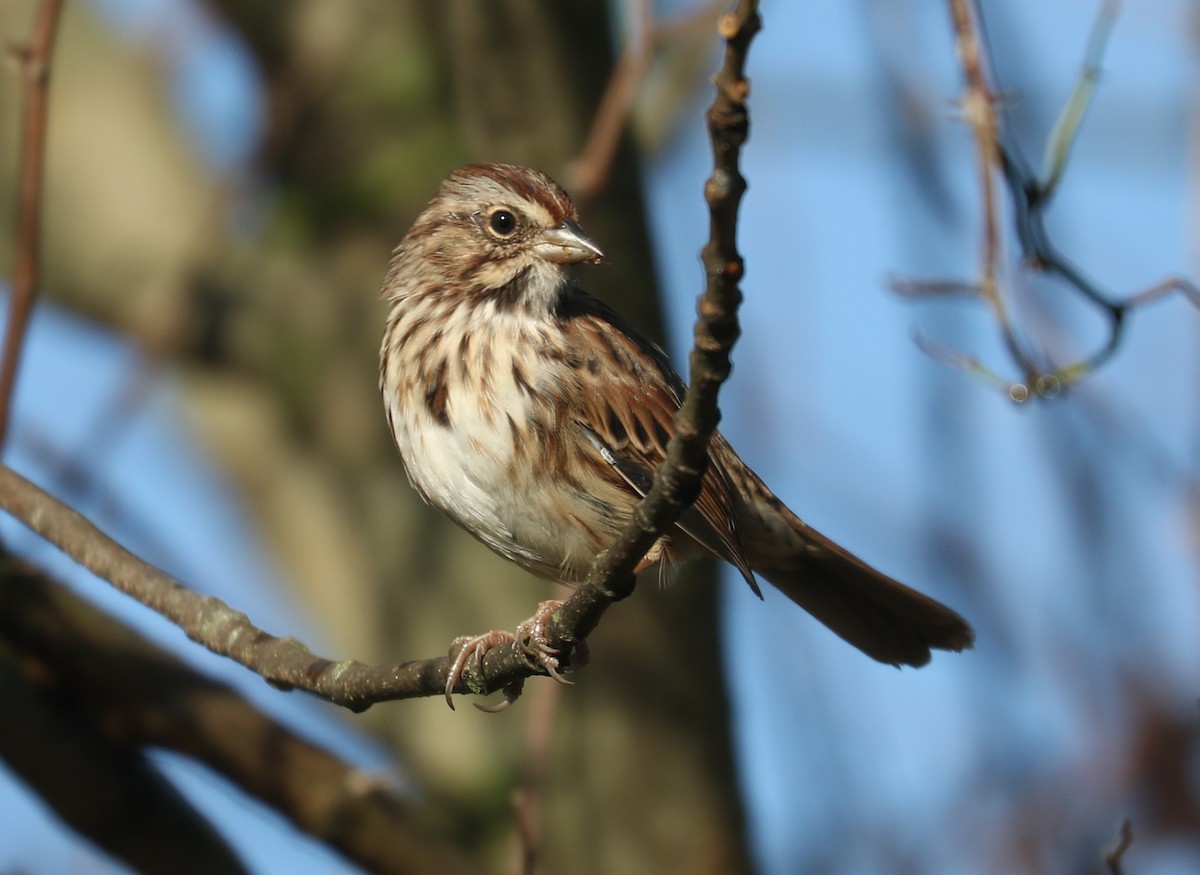Song Sparrow - ML643489845