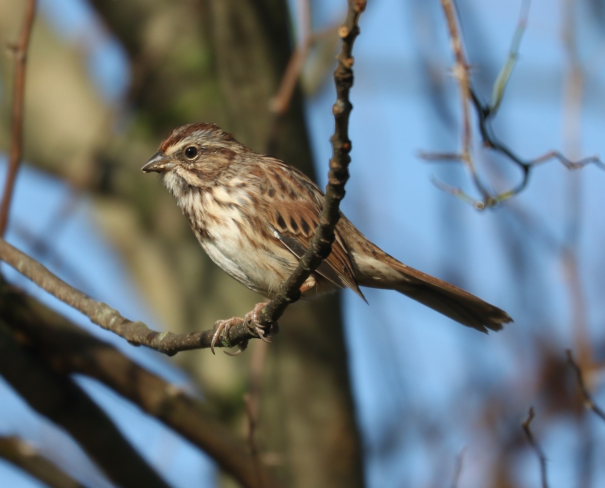 Song Sparrow - ML643489846