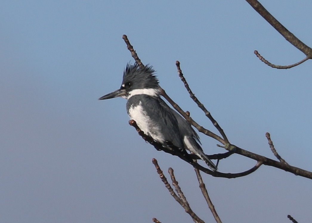 Belted Kingfisher - ML643489850