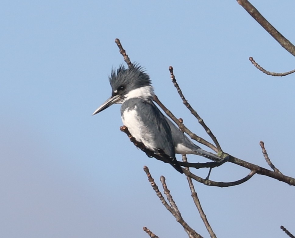 Belted Kingfisher - ML643489851
