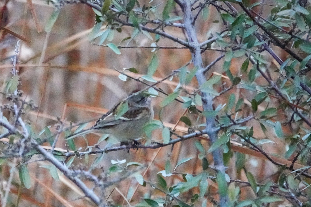 American Tree Sparrow - ML643489855