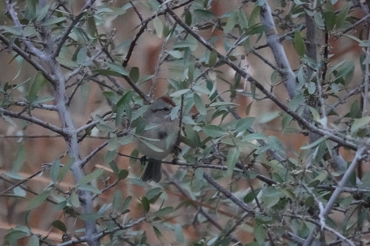 American Tree Sparrow - ML643489856