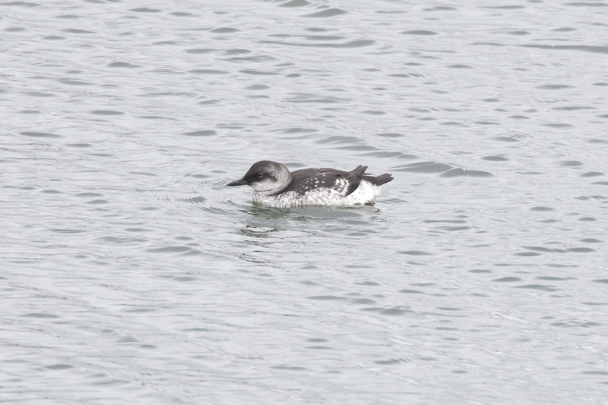 Pigeon Guillemot - ML643489858