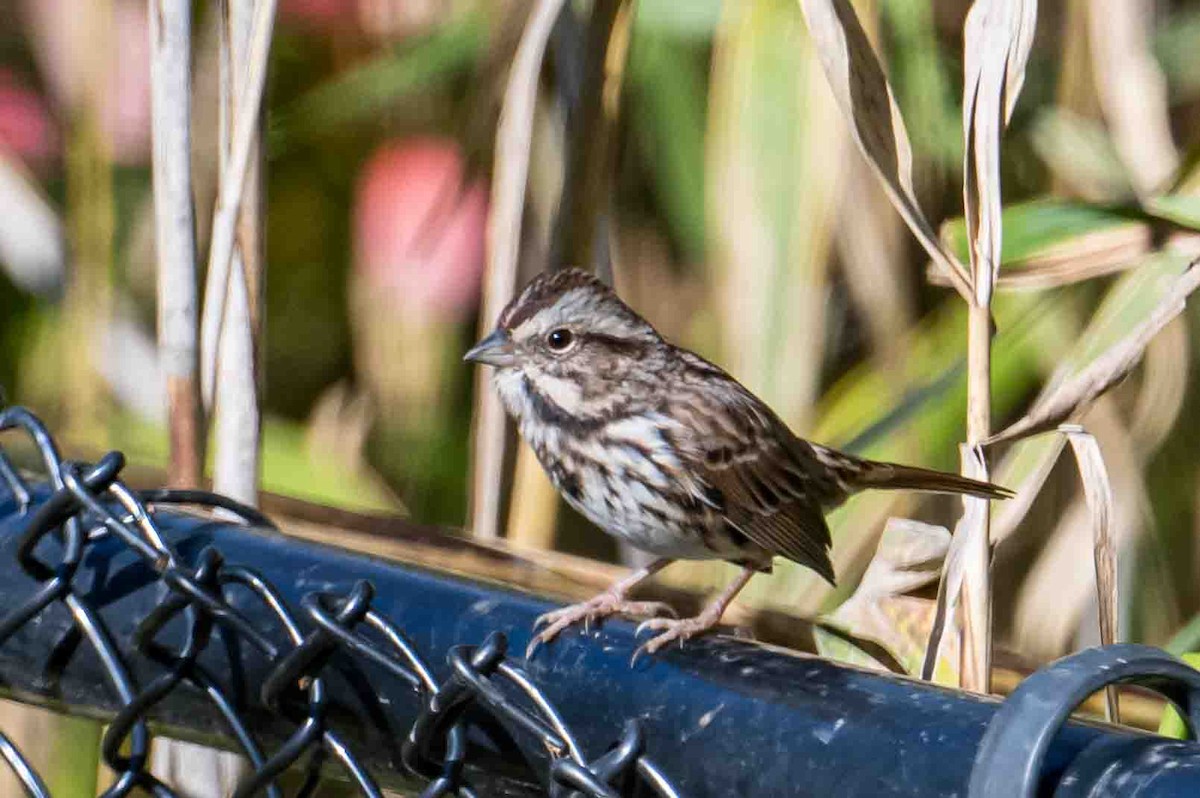 Song Sparrow - ML643489867