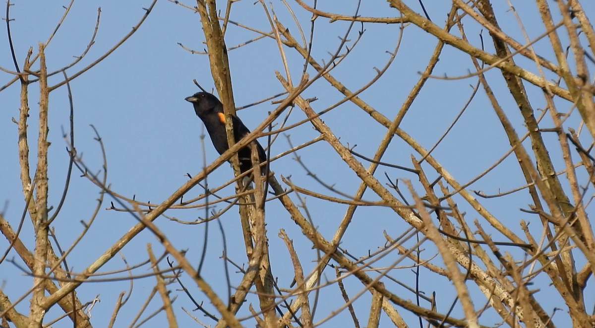 Golden-sided Euphonia - ML643489875