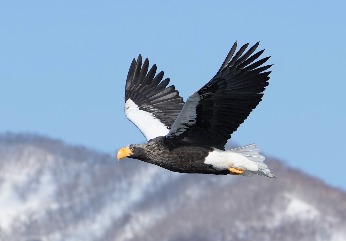 kjempehavørn - ML643489879