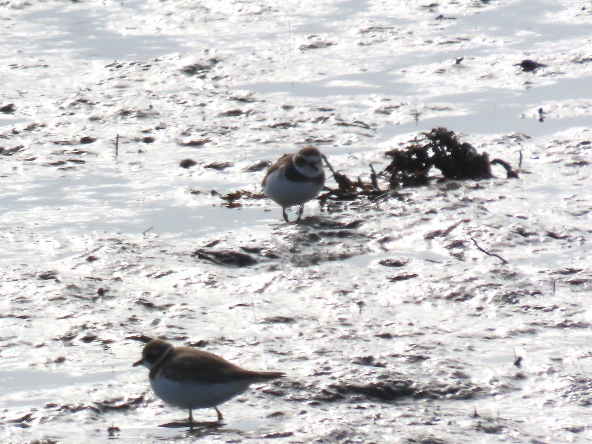 Semipalmated Plover - ML643489885