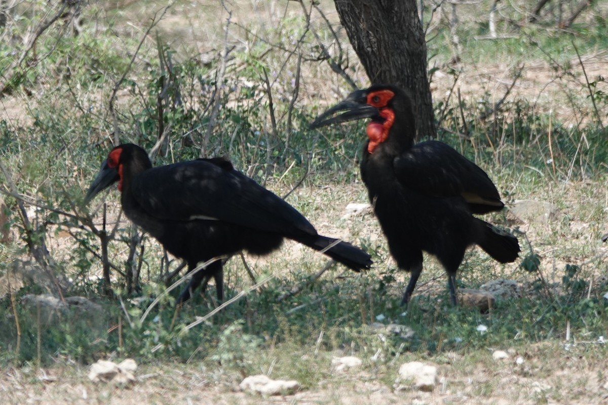 Southern Ground-Hornbill - ML643489893