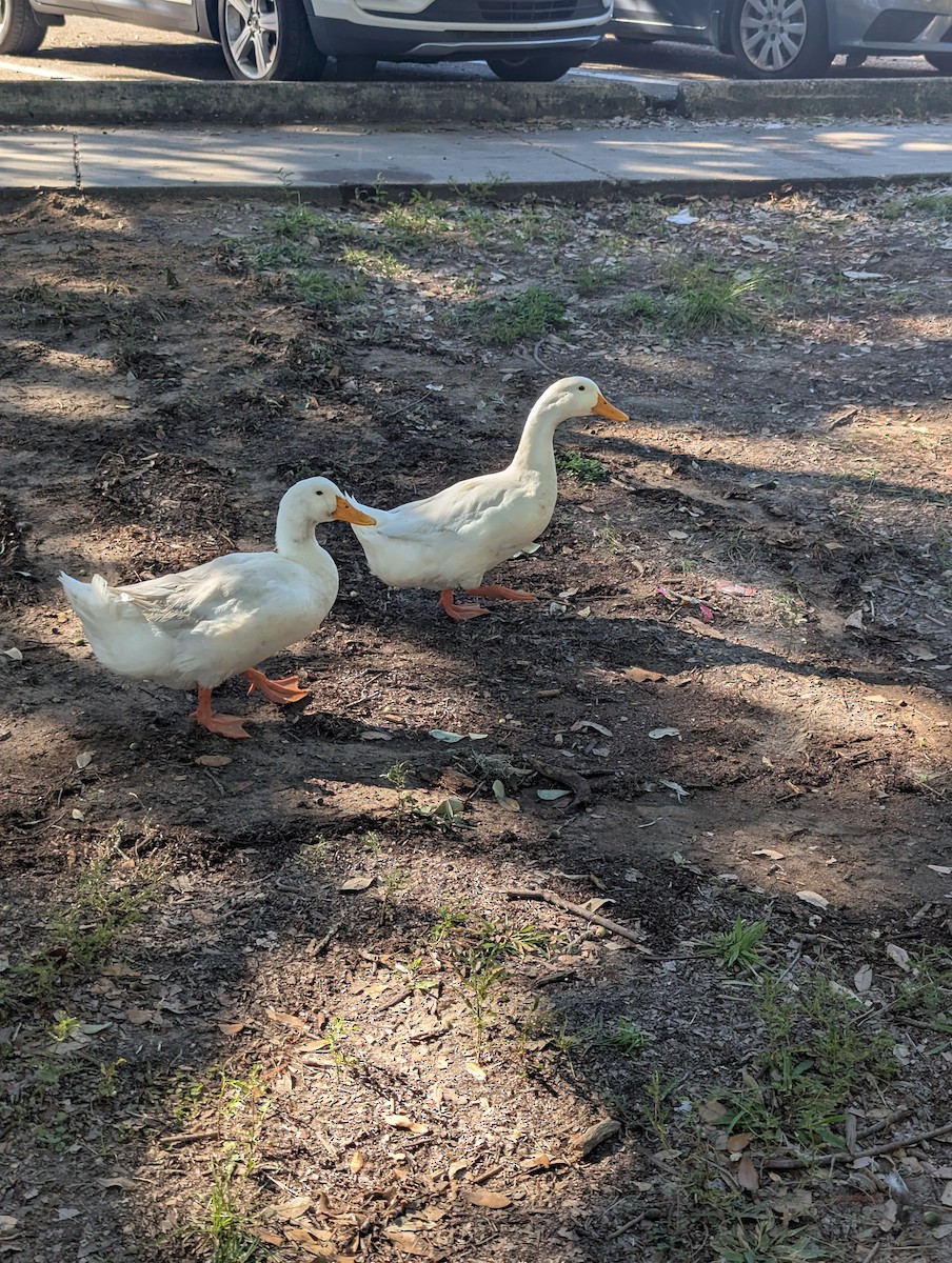 Mallard (Domestic type) - ML643489895