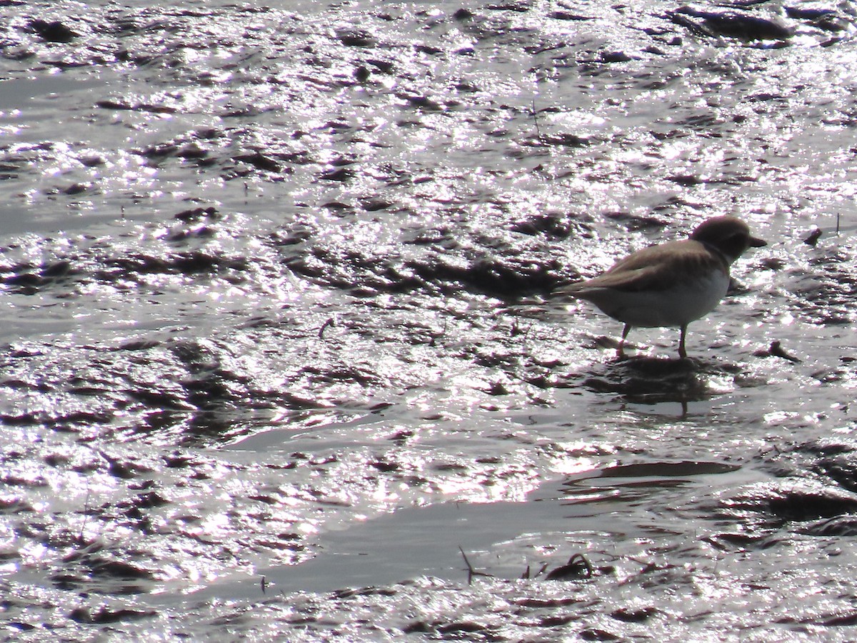 Semipalmated Plover - ML643489898
