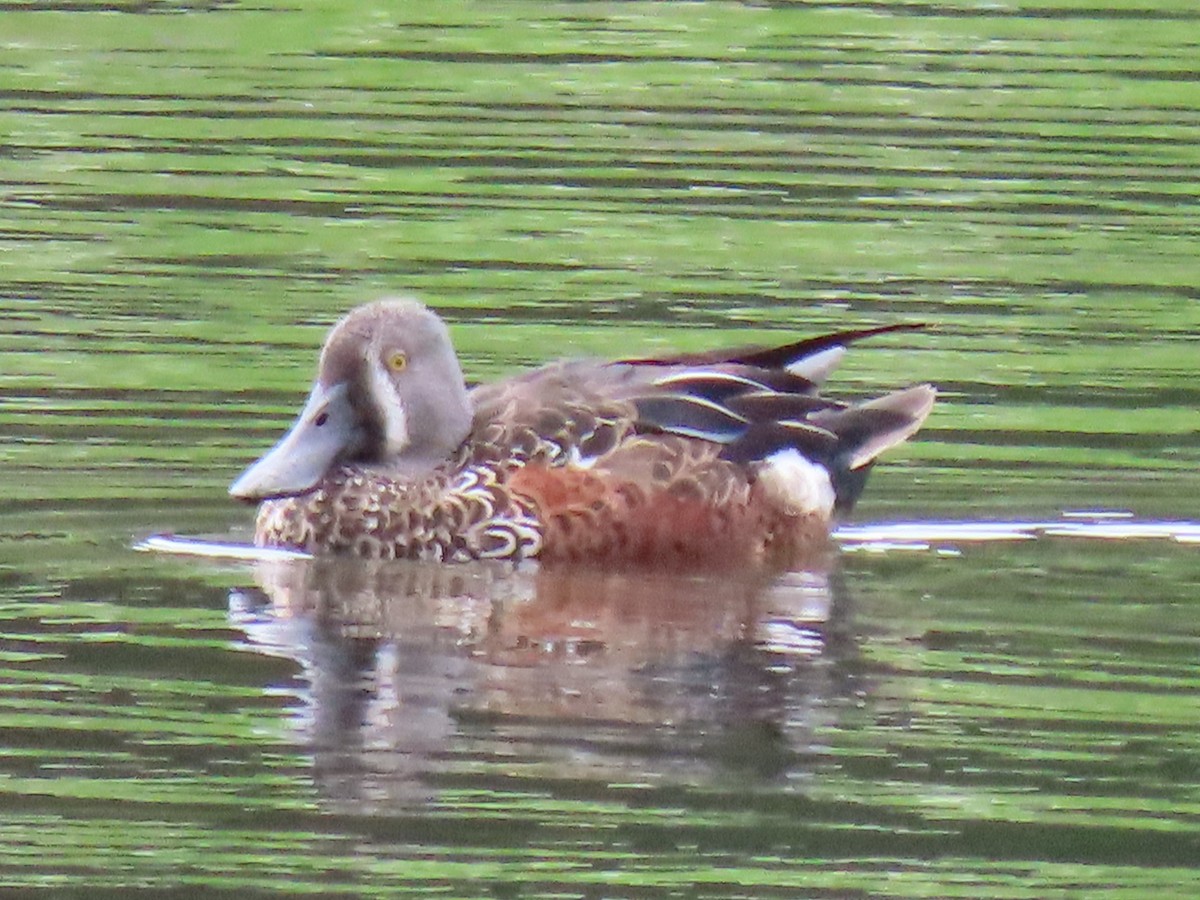 Australasian Shoveler - ML643489899