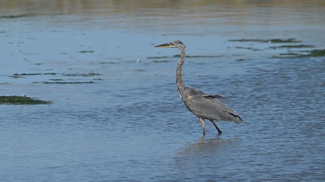 Great Blue Heron (Great Blue) - ML643489909