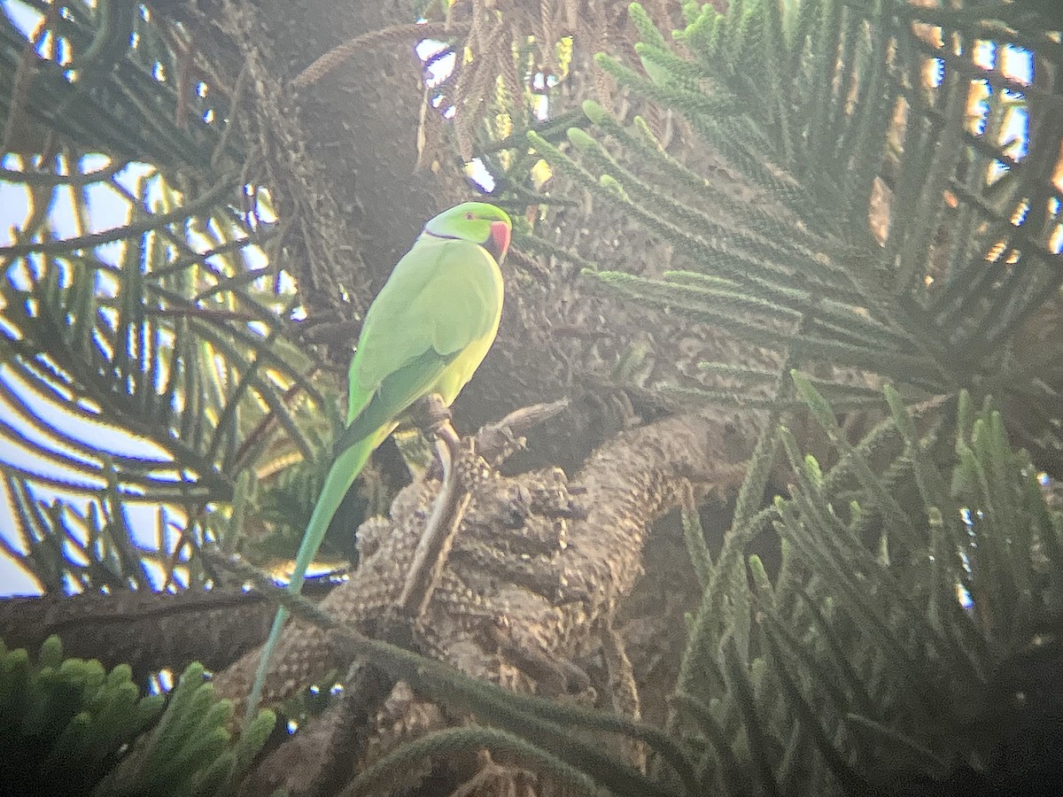 Rose-ringed Parakeet - Juan Pérez