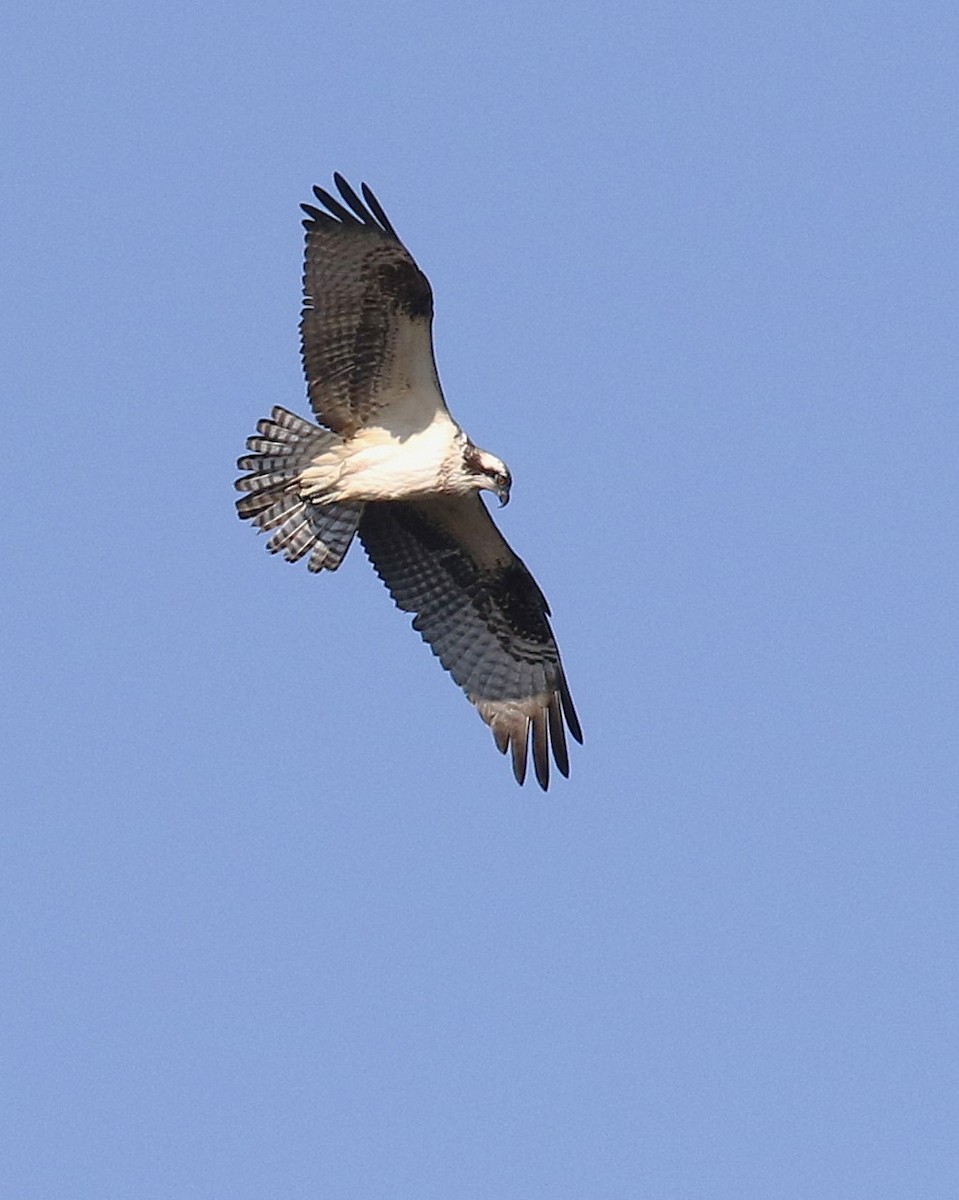 Balbuzard pêcheur - ML643489959