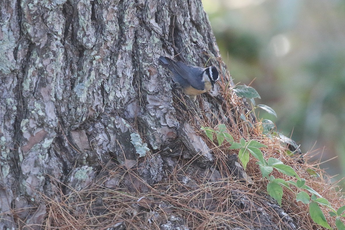 Red-breasted Nuthatch - ML643489974