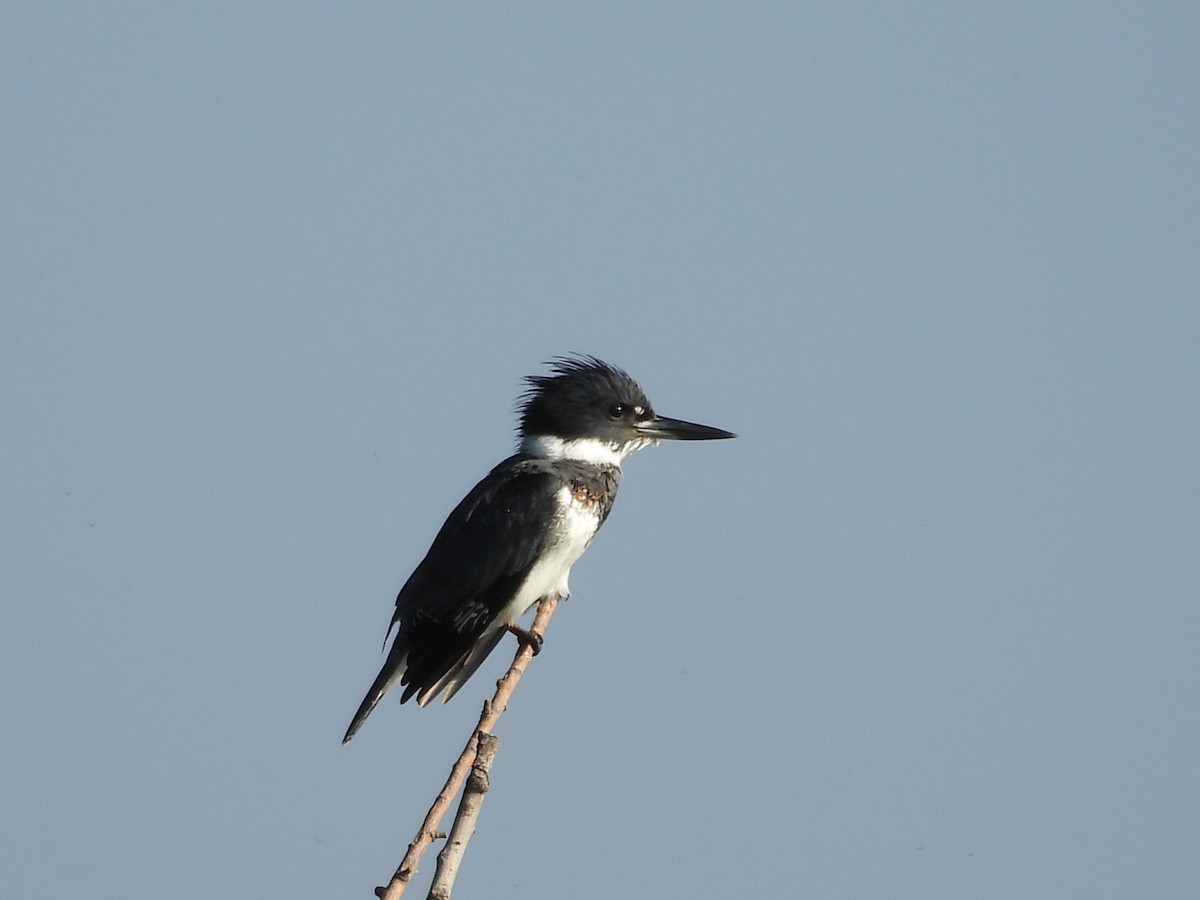 Belted Kingfisher - ML643489975