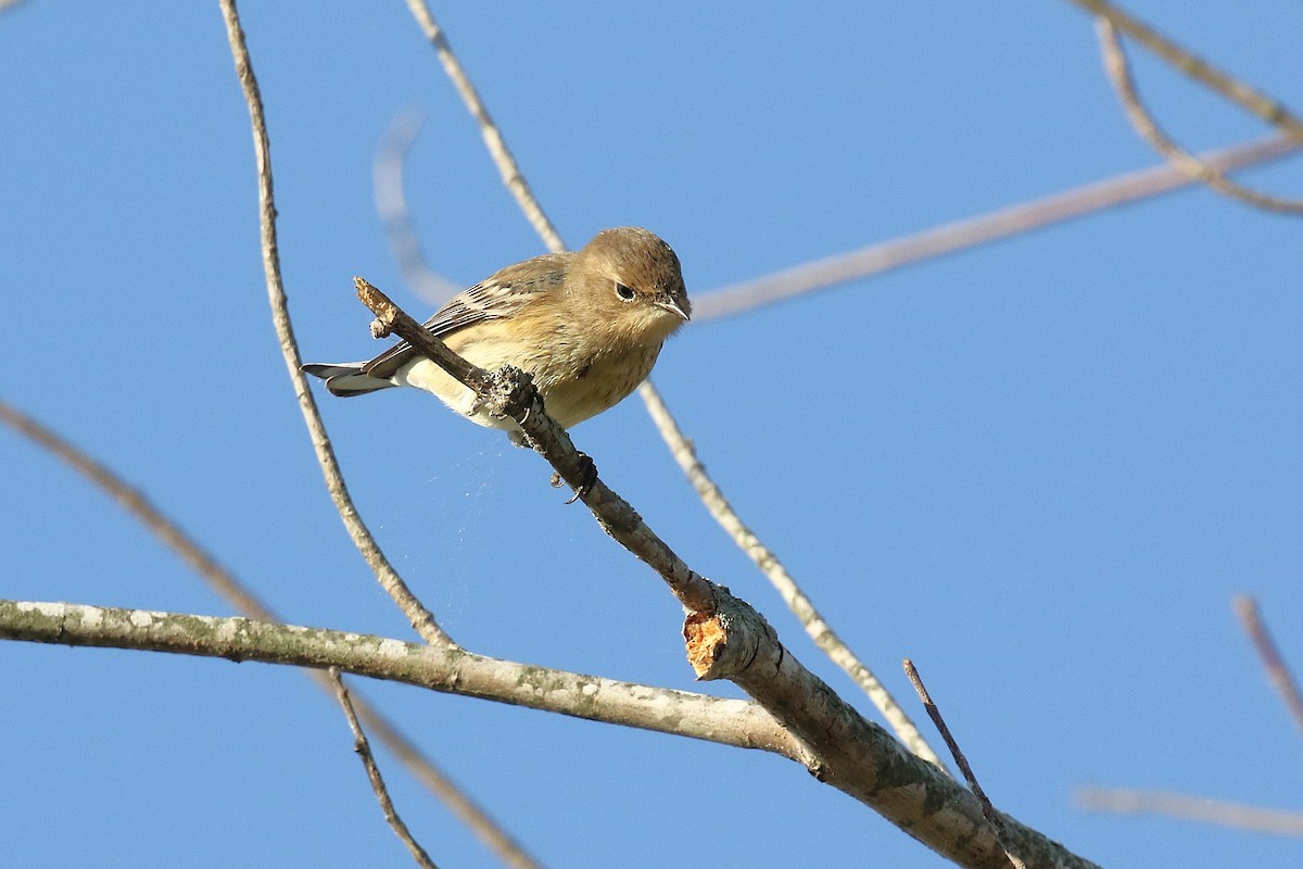 Paruline à croupion jaune - ML643489984