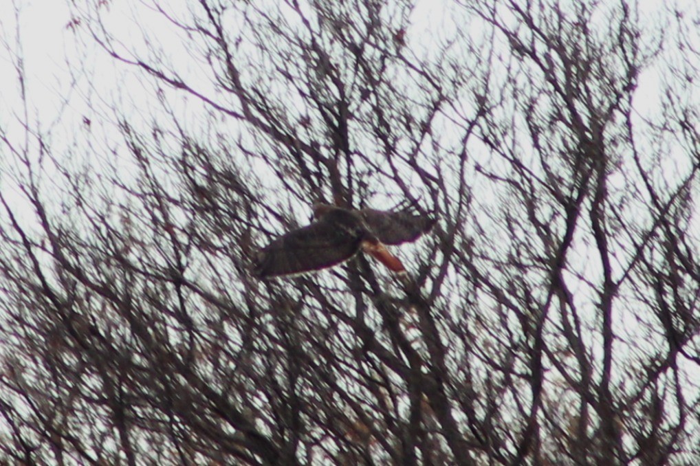 Red-tailed Hawk - ML643489988