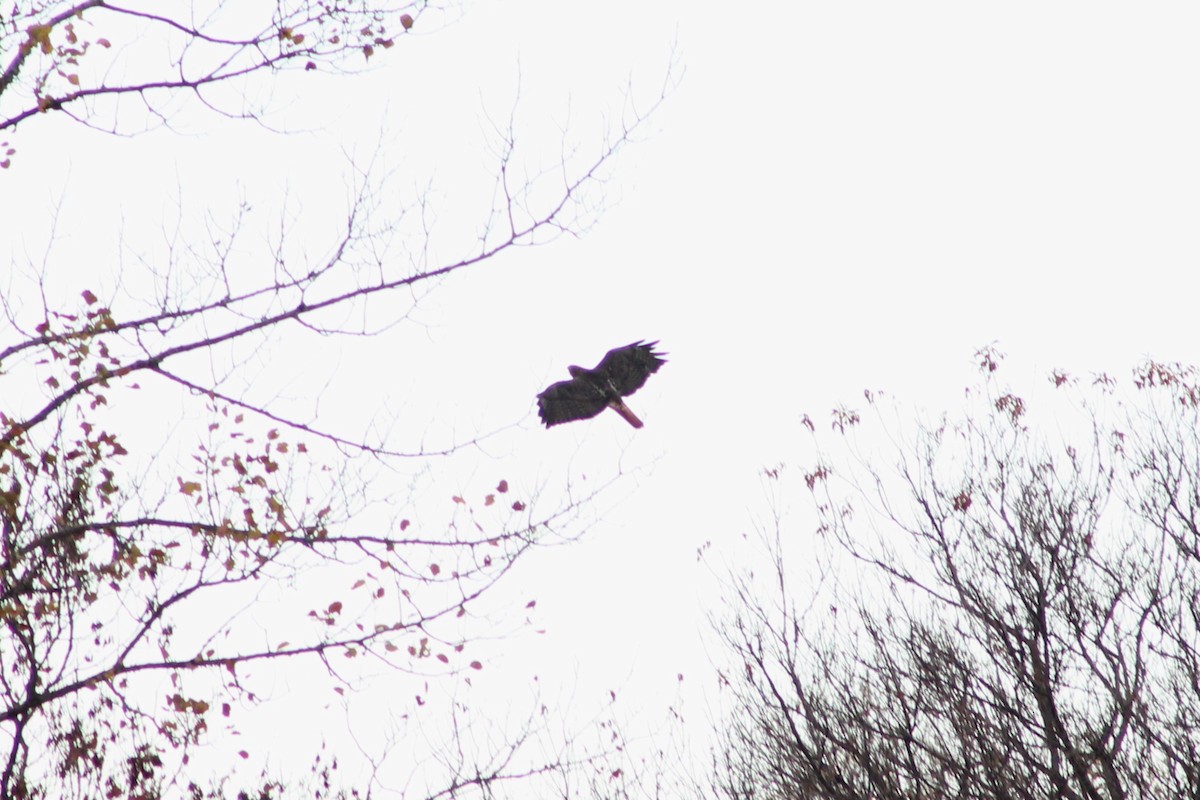 Red-tailed Hawk - ML643489989
