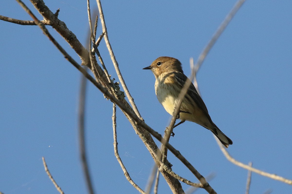 Paruline à croupion jaune - ML643489994