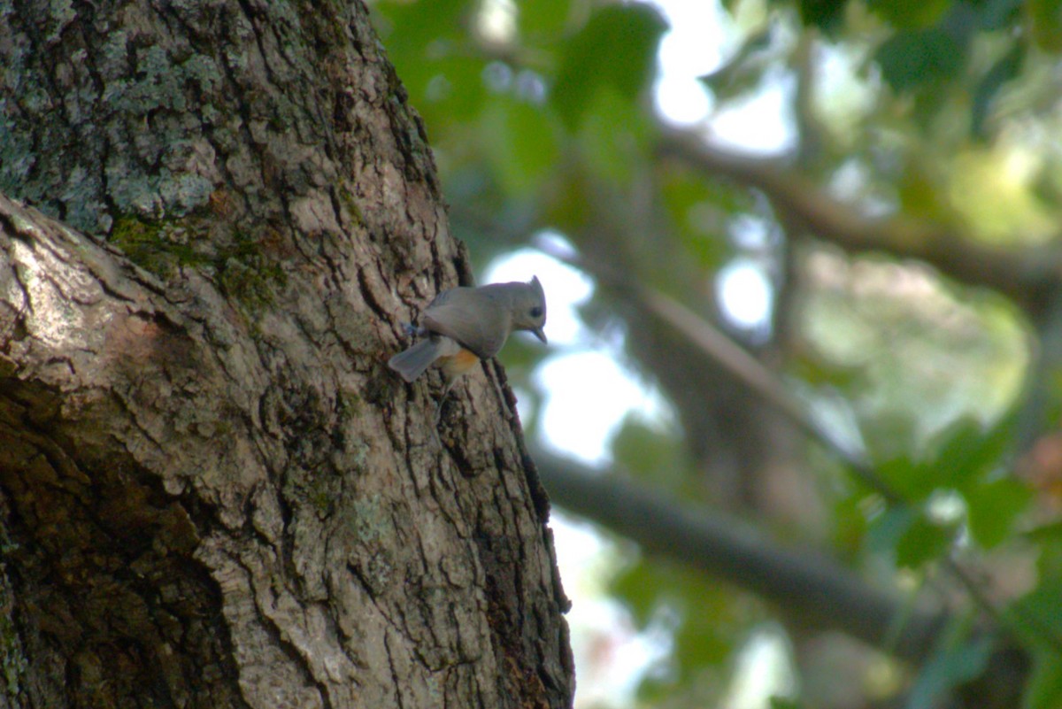 Tufted Titmouse - ML643489995