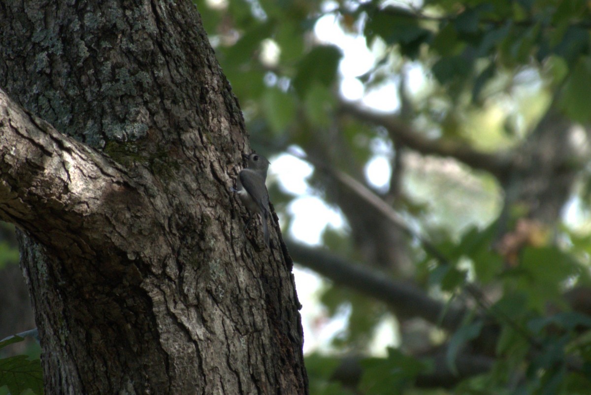 Tufted Titmouse - ML643489996