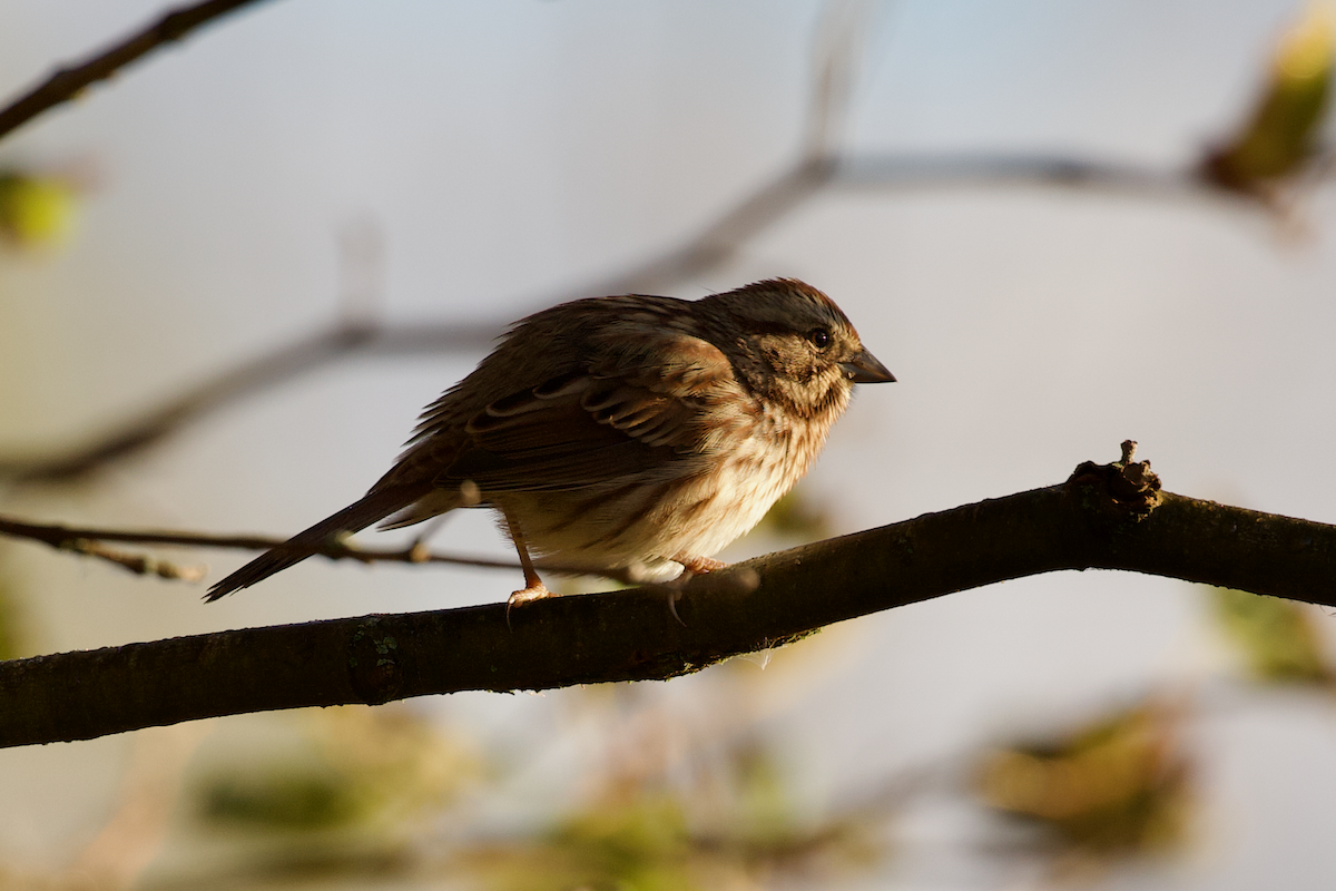 Song Sparrow - ML643490016