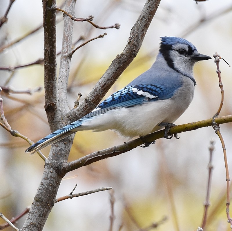 Blauhäher - ML643490029