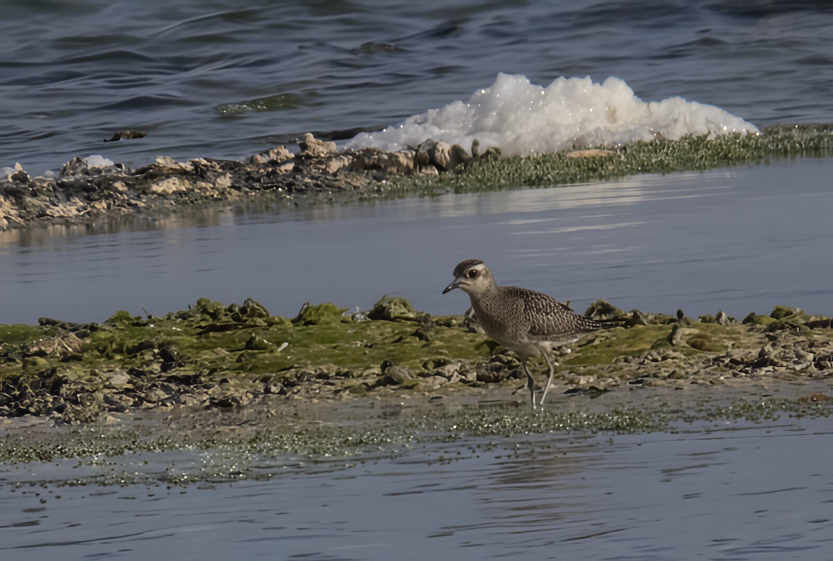 American Golden-Plover - ML643490033