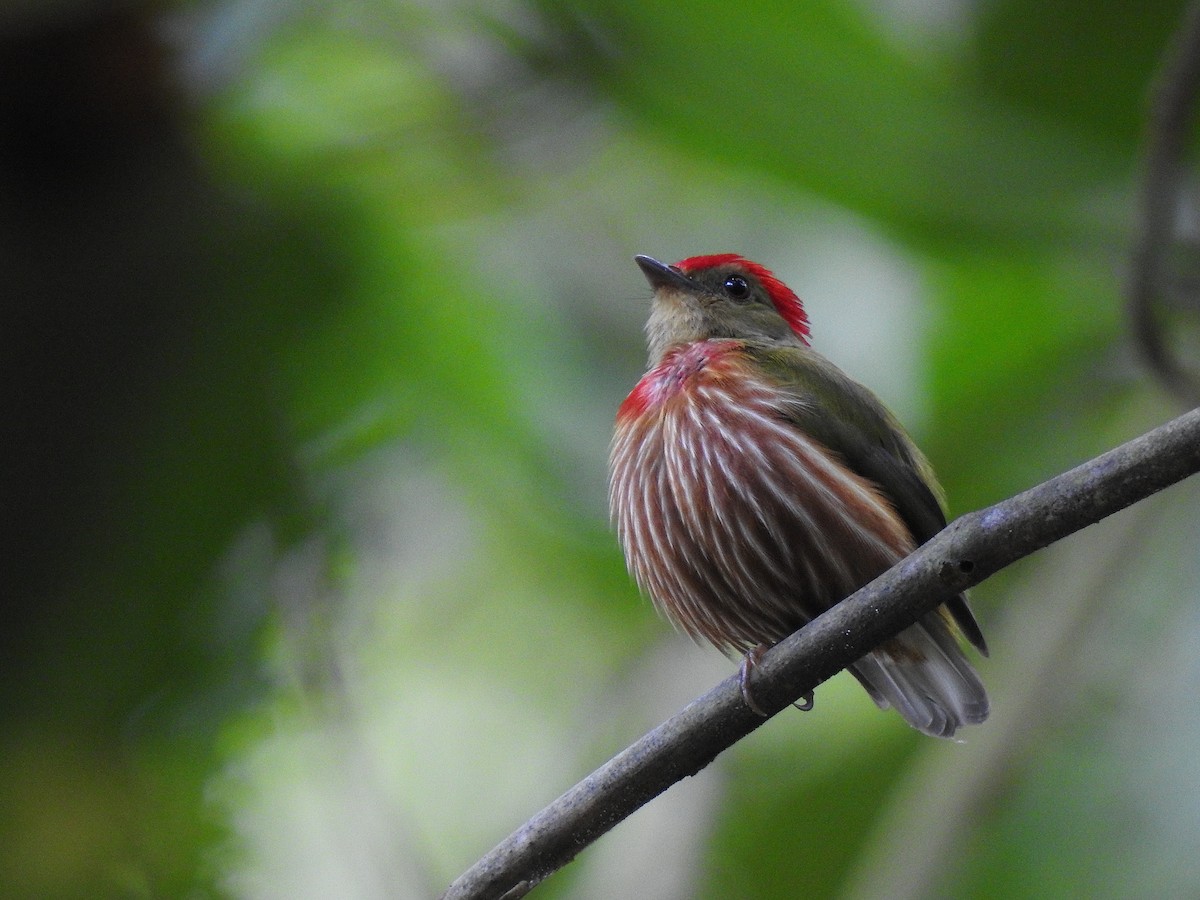 Striolated Manakin - ML643490034